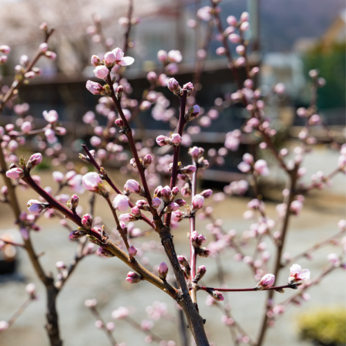 Cherry Blossoms will bloom soon.